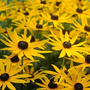 Rudbekia žiarivá (Rudbeckia fulgida) ´SUNSHINE´, kont. C1.5L